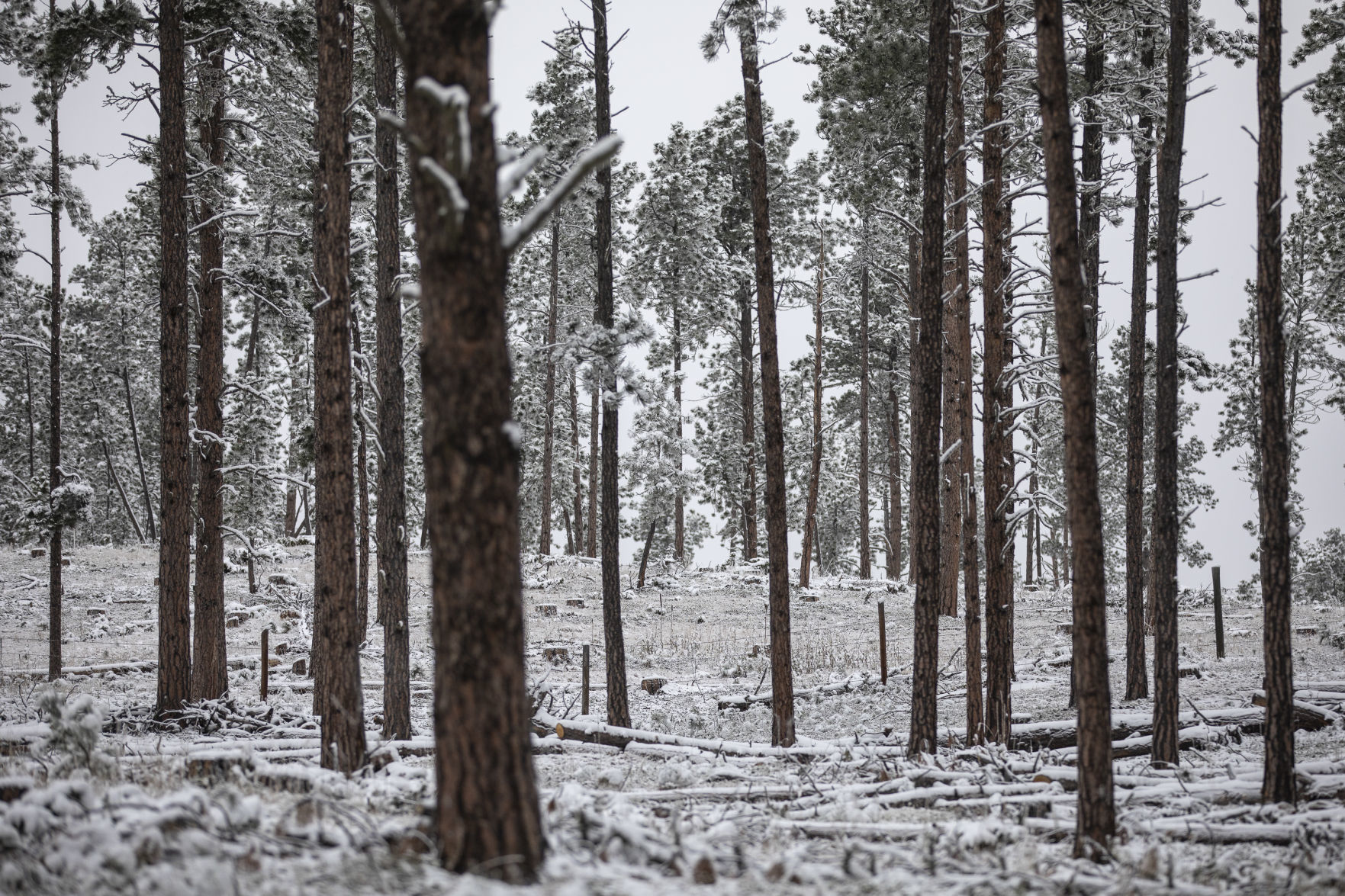 Autumn snow